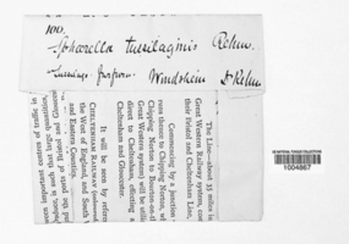Mycosphaerella tussilaginis image